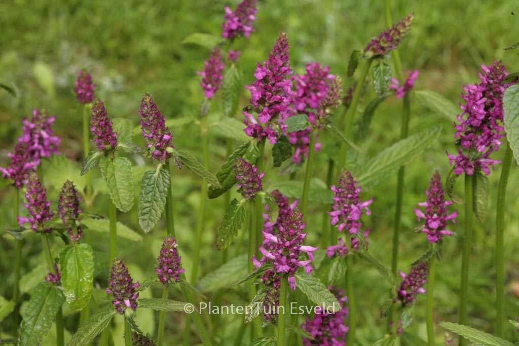 Stachys monnieri ‘Hummelo’