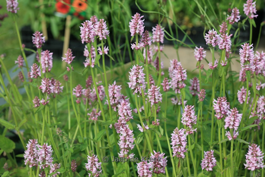 Stachys officinalis ‘Rosea’