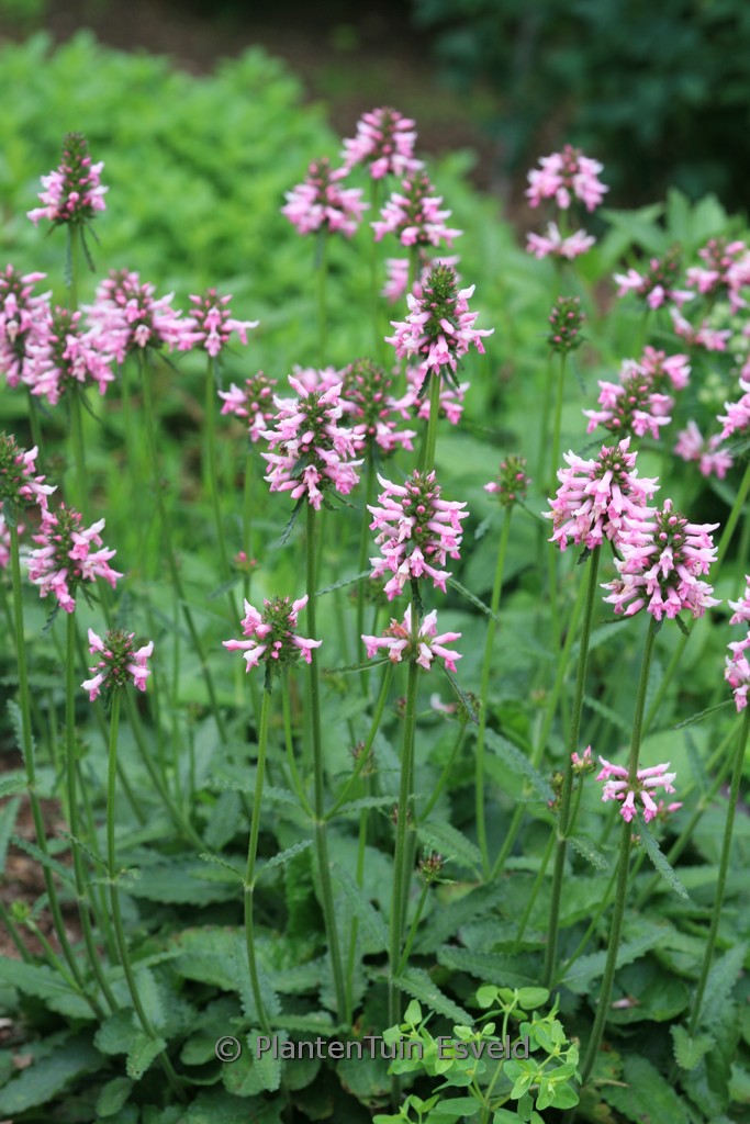 Stachys officinalis ‘Saharan Pink’