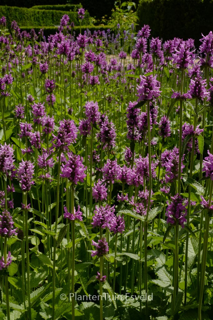 Stachys officinalis