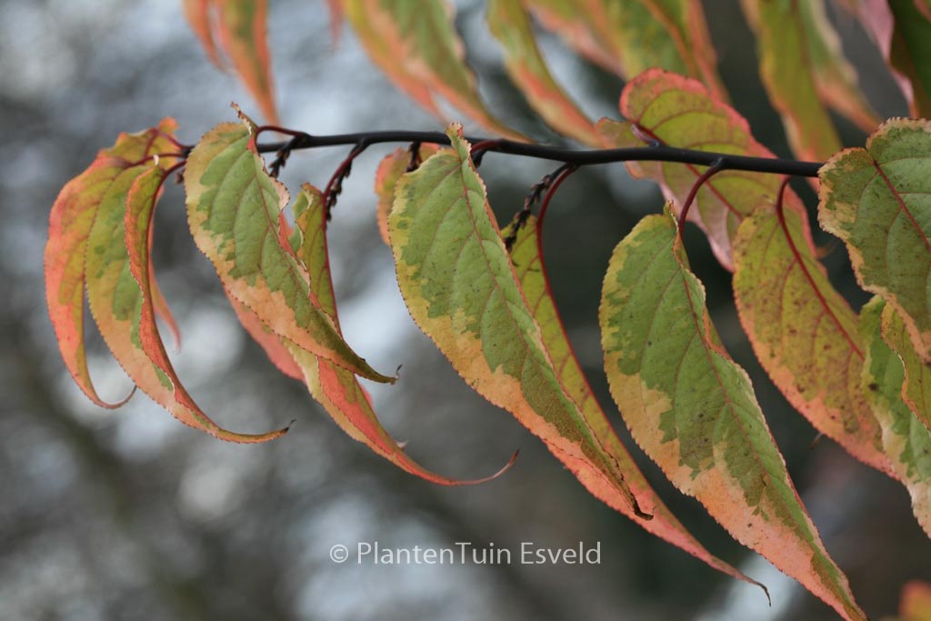 Stachyurus chinensis ‘Joy Forever’
