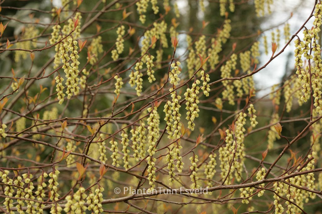 Stachyurus chinensis ‘Wonderful Image’