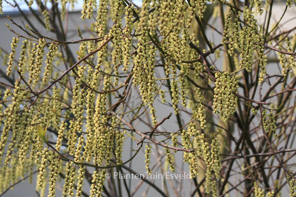 Stachyurus praecox ‘Petra’