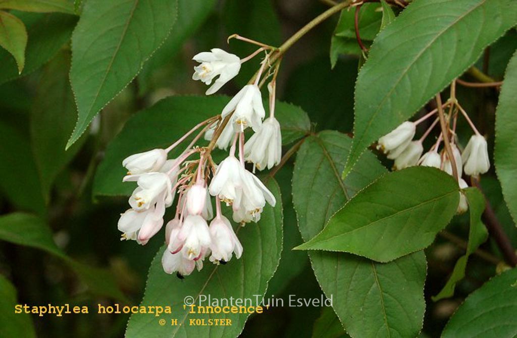 Staphylea holocarpa ‘Innocence’