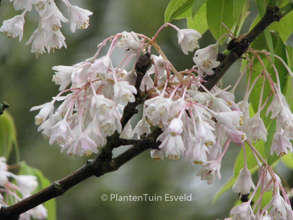 Staphylea holocarpa ‘Rosea’