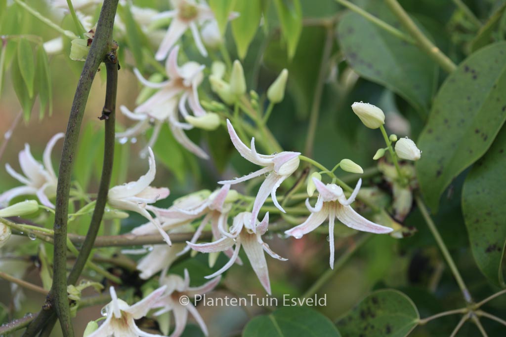 Stauntonia hexaphylla