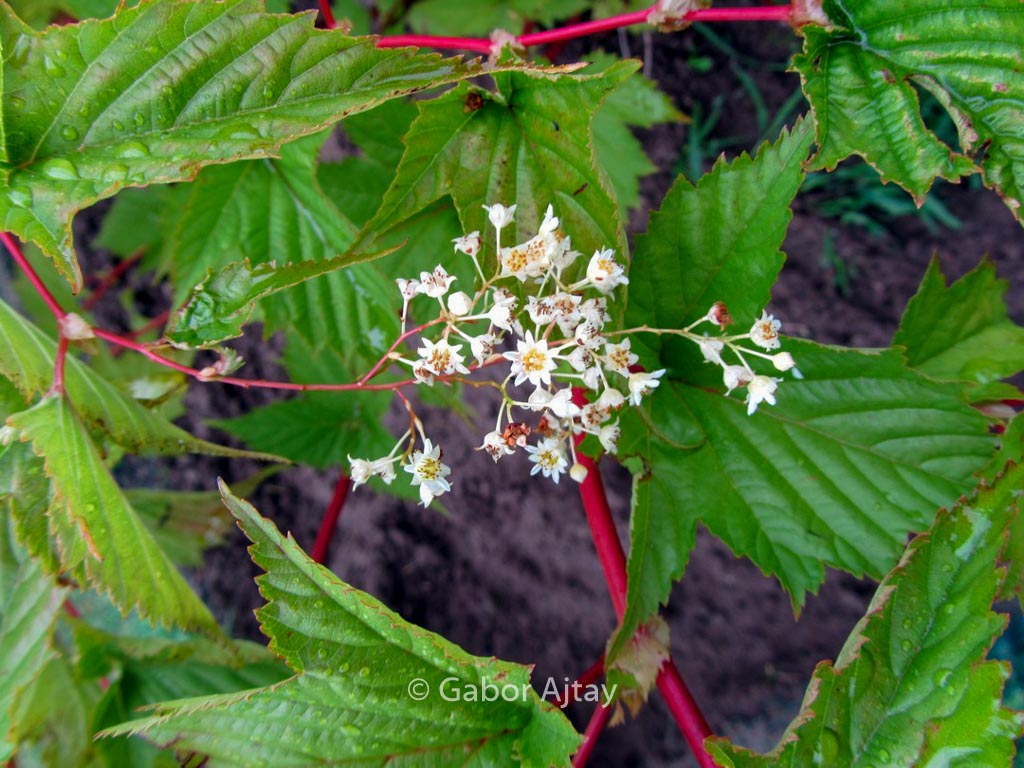 Stephanandra chinensis
