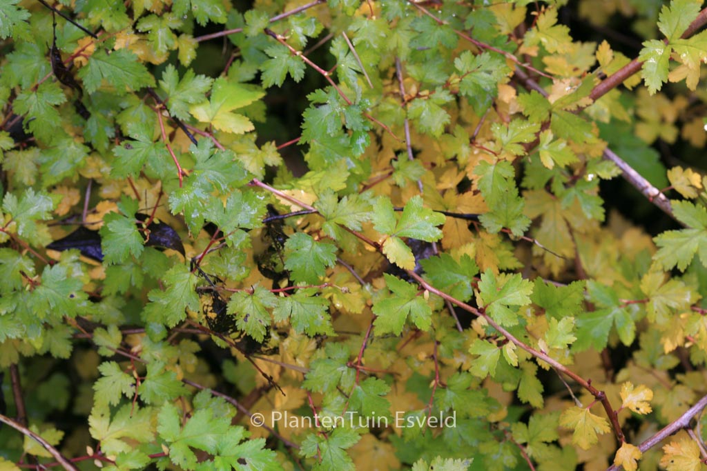 Stephanandra incisa ‘Crispa’