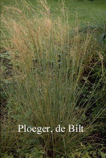Stipa capillata
