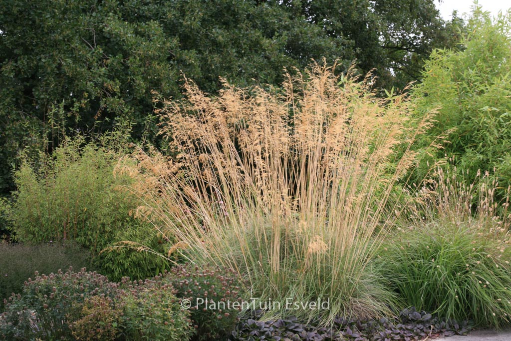Stipa gigantea