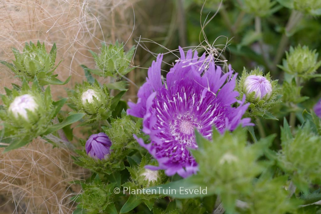 Stokesia laevis ‘Mels Blue’