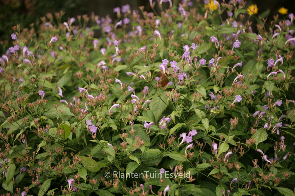 Strobilanthes rankanensis