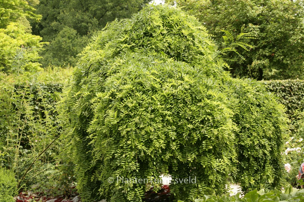 Styphnolobium japonicum ‘Pendula’