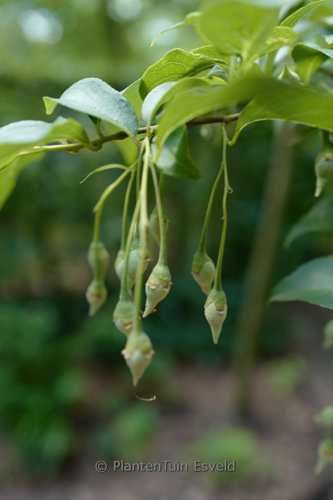 Styrax formosanus