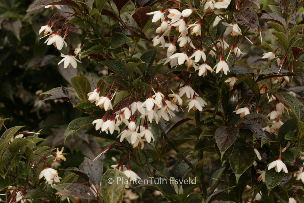 Styrax japonicus ‘Evening Light’