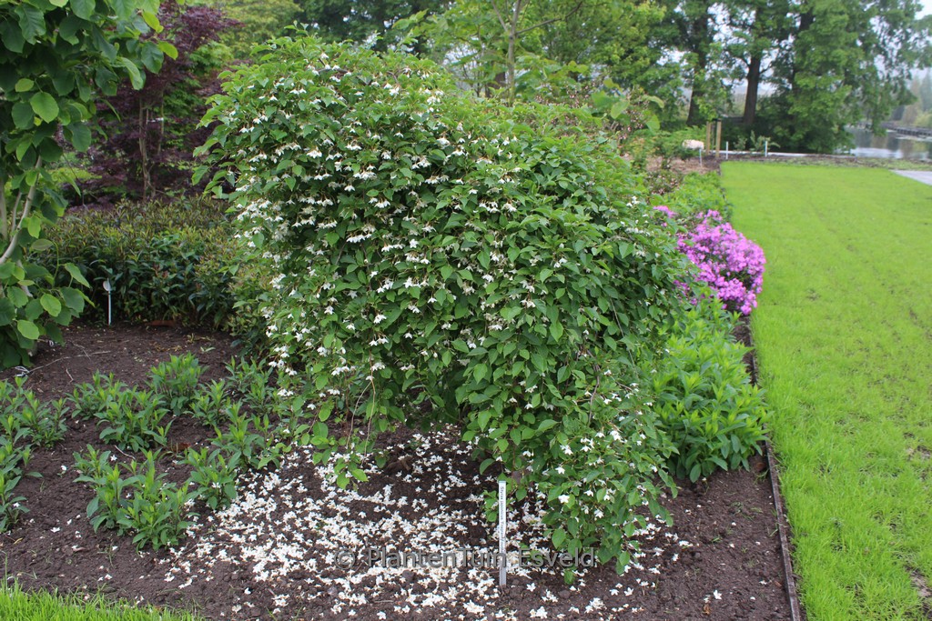 Styrax japonicus ‘Fragrant Fountain’