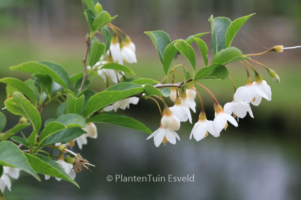 Styrax japonicus ‘Issai’