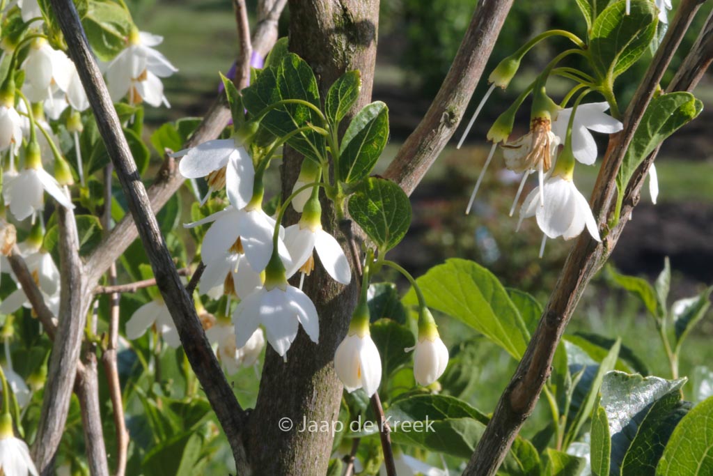 Styrax japonicus ‘June Snow’