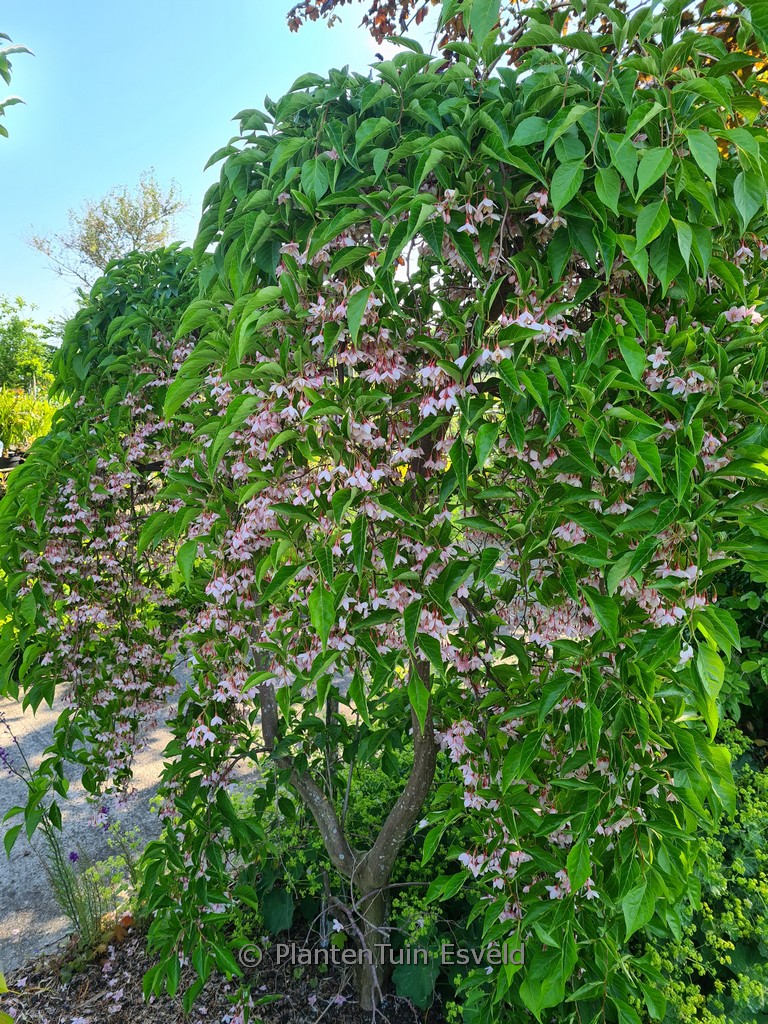 Styrax japonicus ‘Pendulous Pink Chimes’