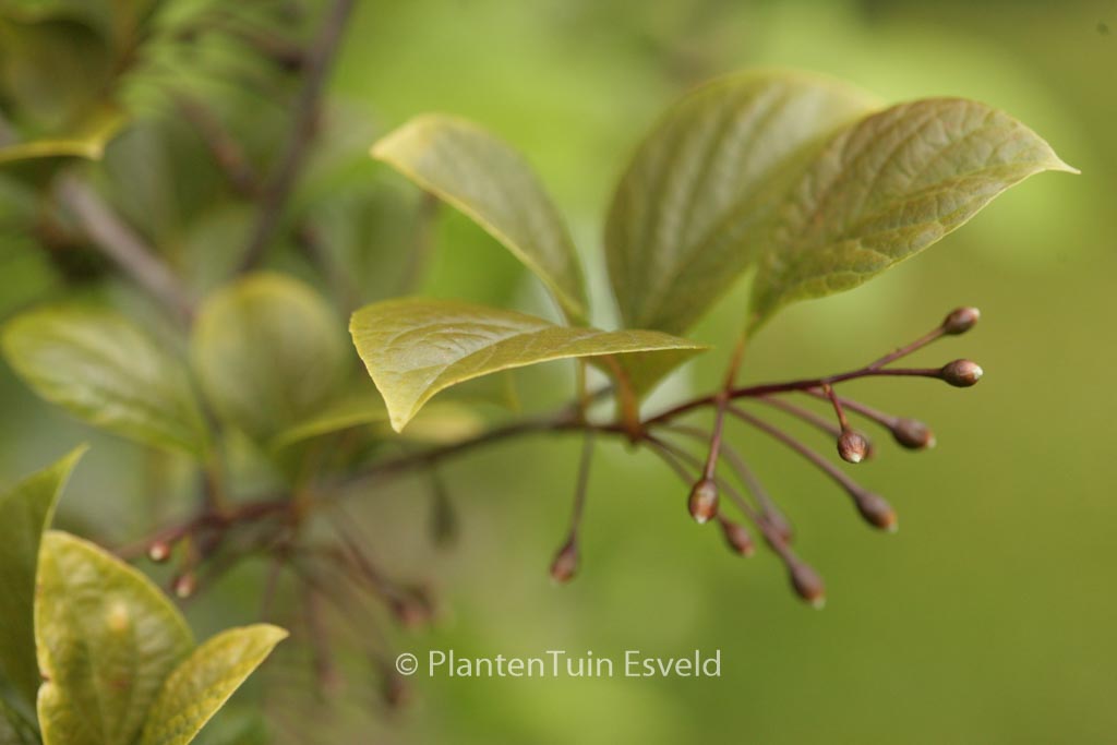 Styrax japonicus ‘Peter Catt’