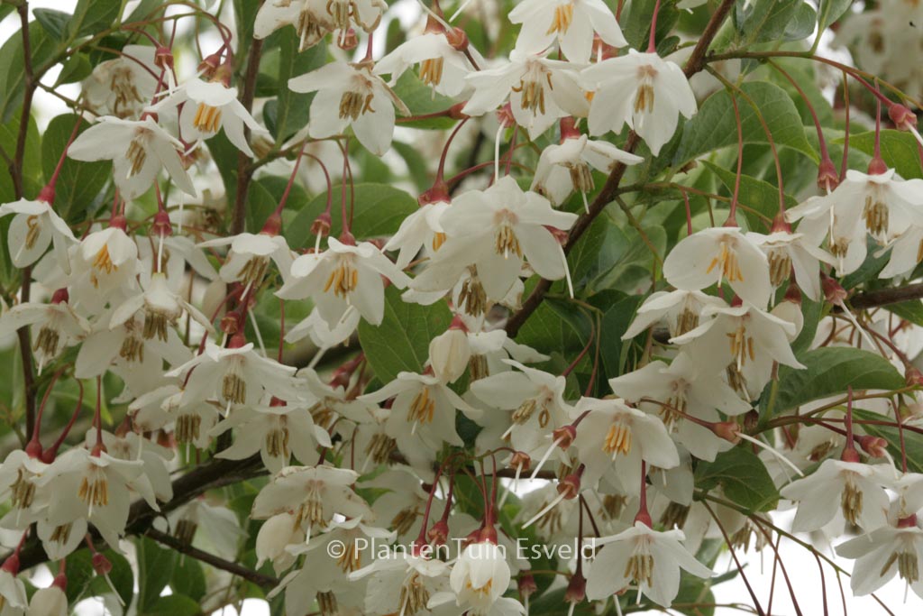 Styrax japonicus ‘Peter Pan’