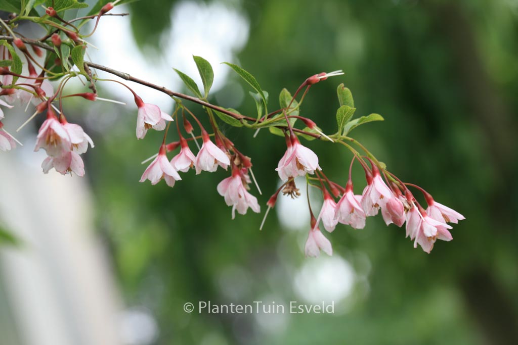 Styrax japonicus ‘Pink Chimes’