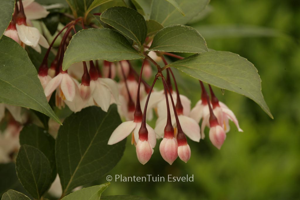 Styrax japonicus ‘Pink Snowbell’
