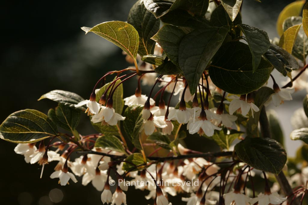 Styrax japonicus ‘Purple Dress’