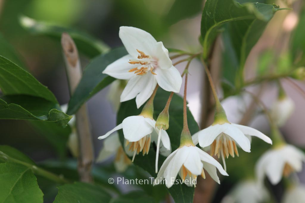 Styrax japonicus ‘Snowfall’