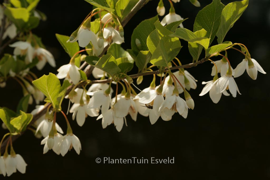 Styrax japonicus ‘Sohuksan’ (EMERALD PAGODA)