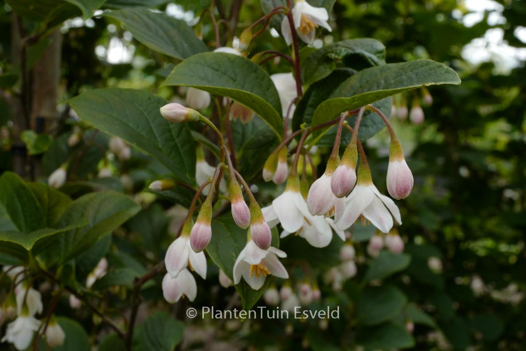 Styrax japonicus ‘Wespelaar’
