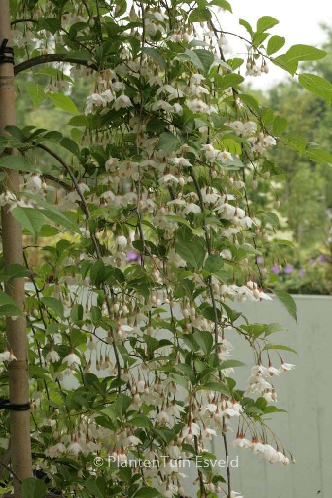 Styrax japonicus f. pendulus