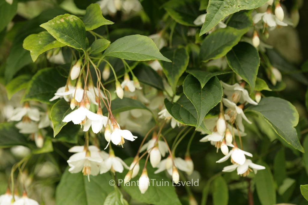 Styrax japonicus fargesii