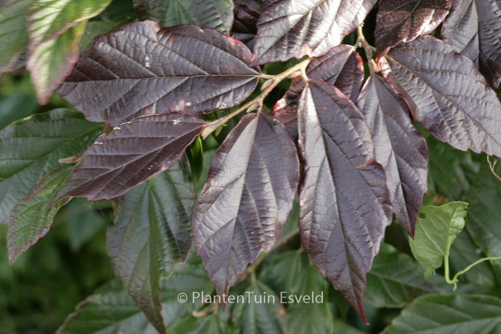 Sycoparrotia semidecidua ‘Purple Haze’