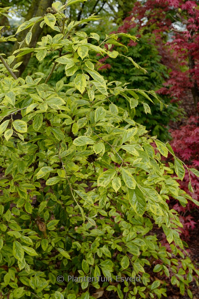 Sycoparrotia semidecidua ‘Variegata’