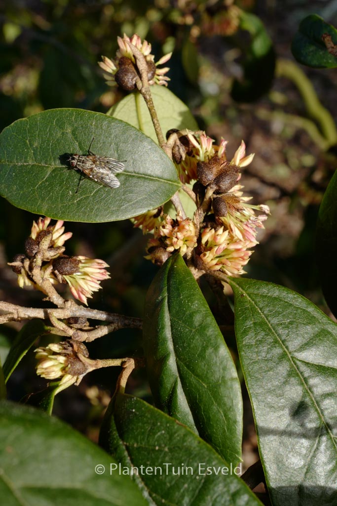 Sycoparrotia semidecidua