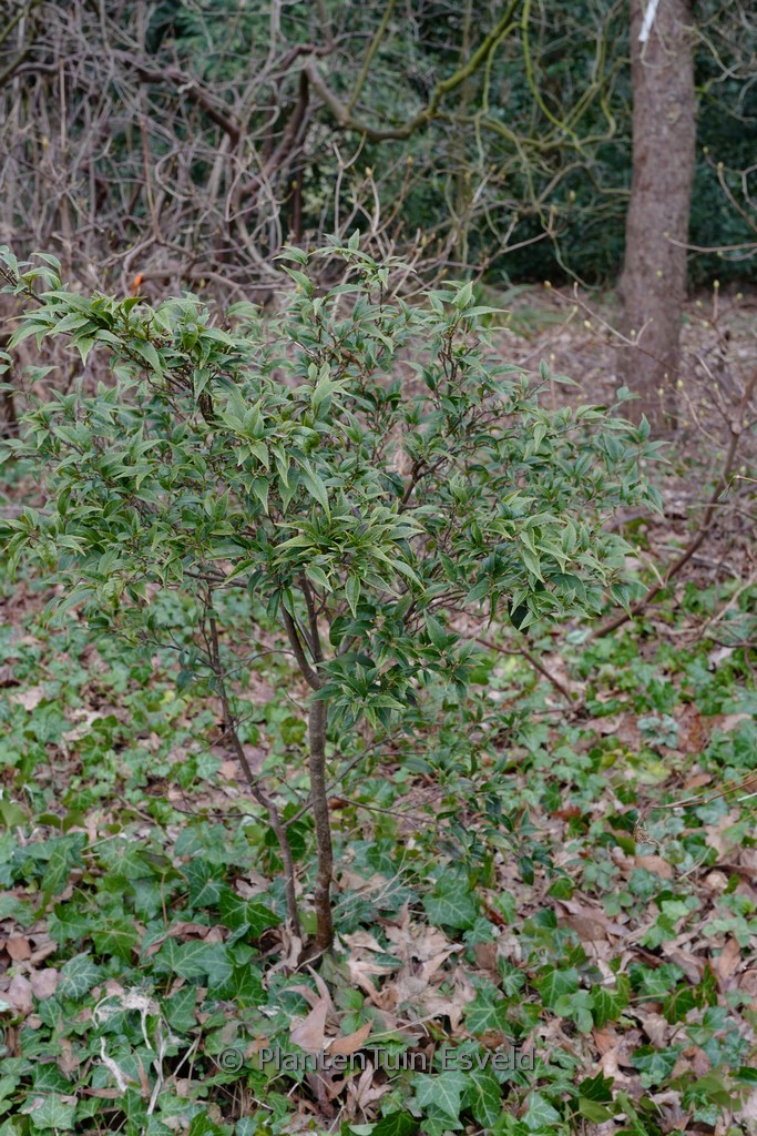 Sycopsis sinensis ‘Little Leaf’