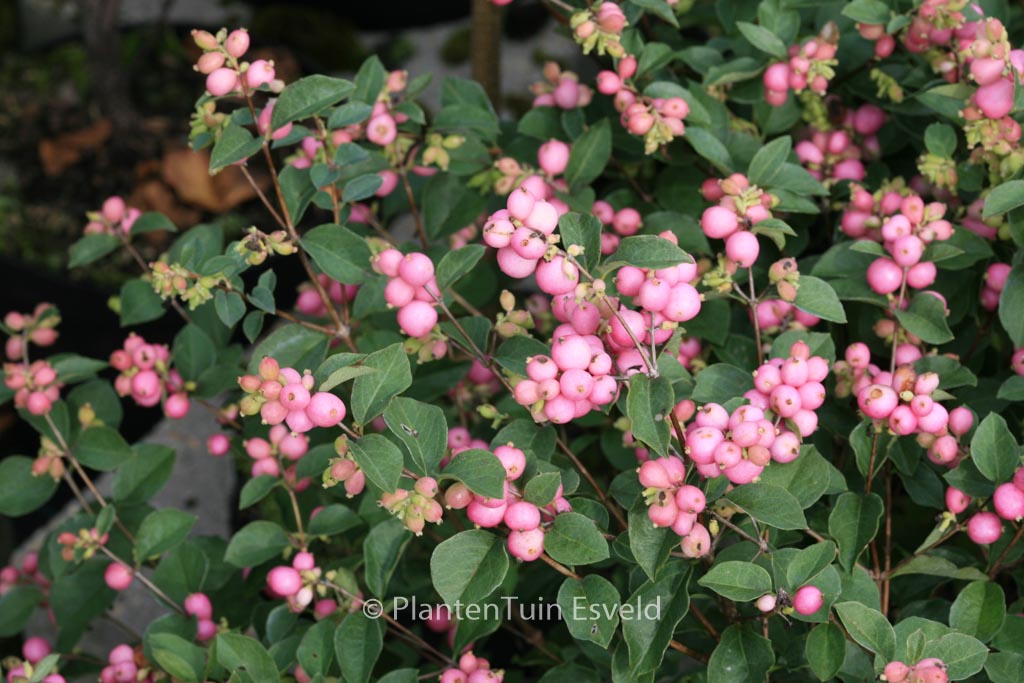 Symphoricarpos ‘Kolmcan’ (MAGICAL CANDY)