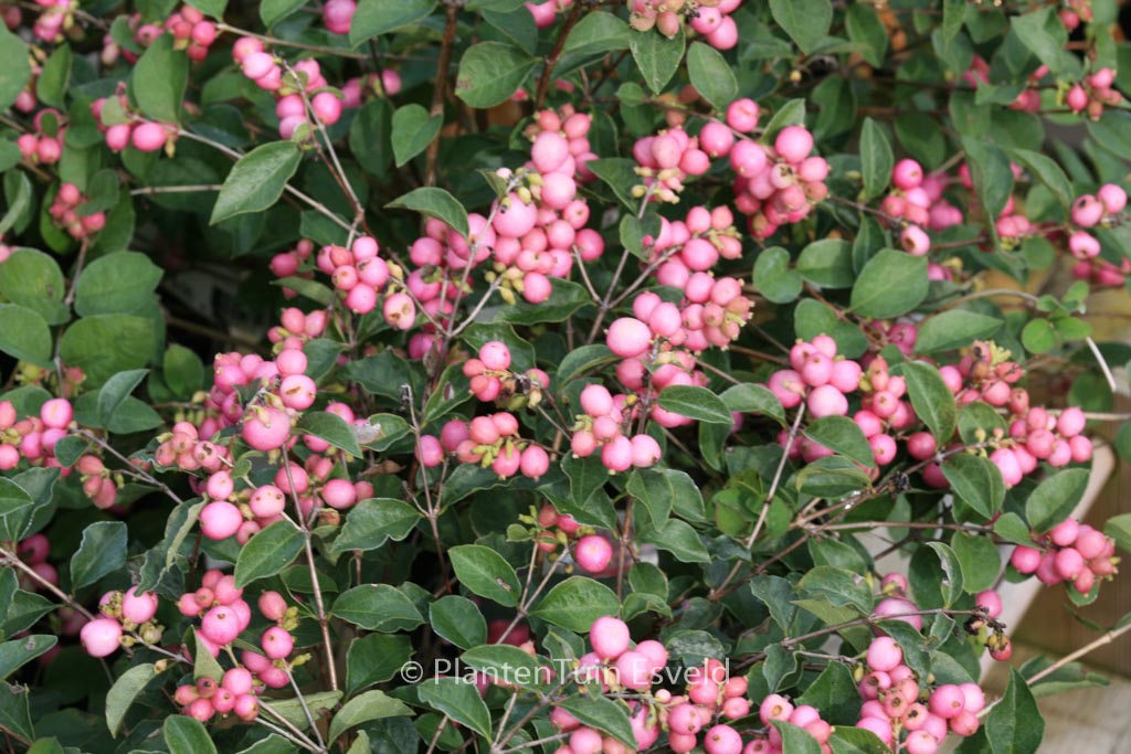 Symphoricarpos ‘Magical Sweet’
