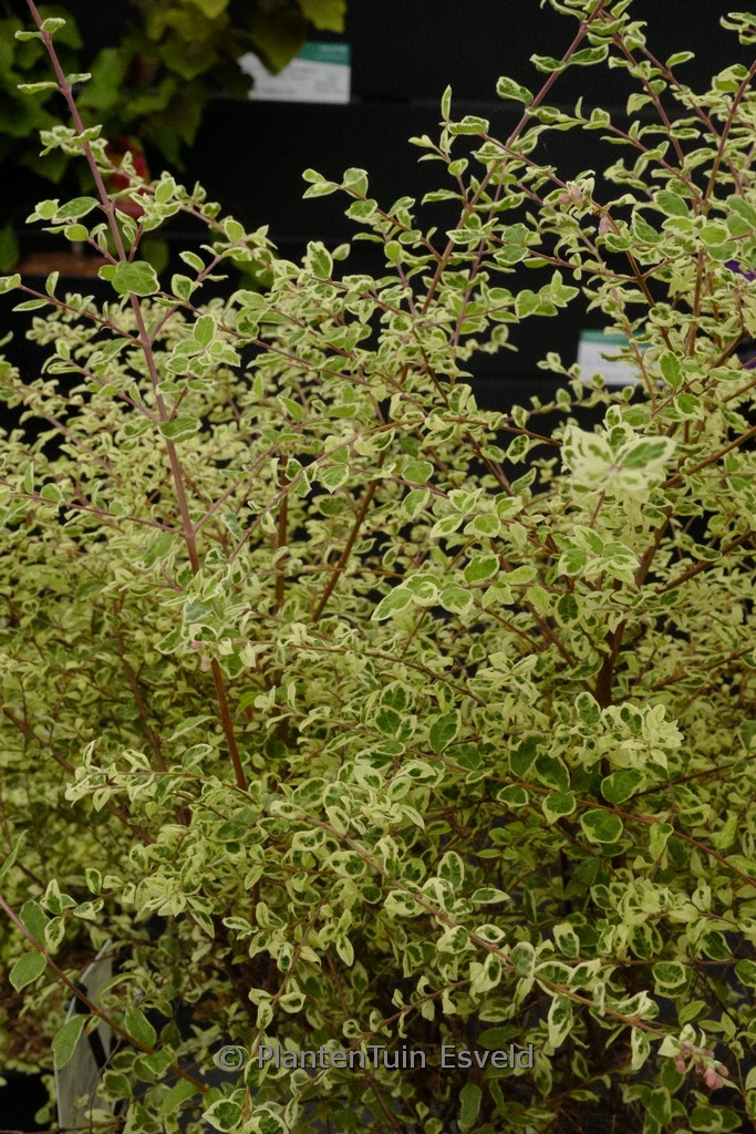 Symphoricarpos chenaultii ‘Rant02’ (Fiesta Berry)