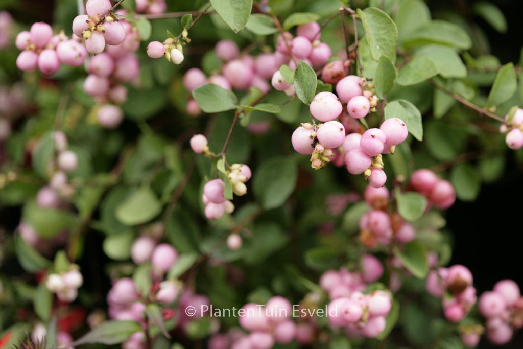 Symphoricarpos doorenbosii ‘Mother of Pearl’