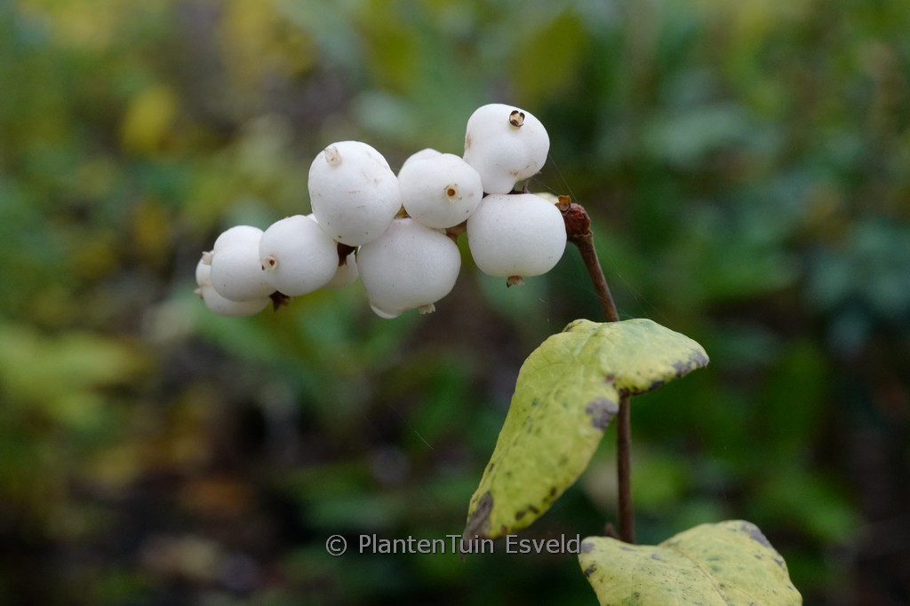 Symphoricarpos oreophilus
