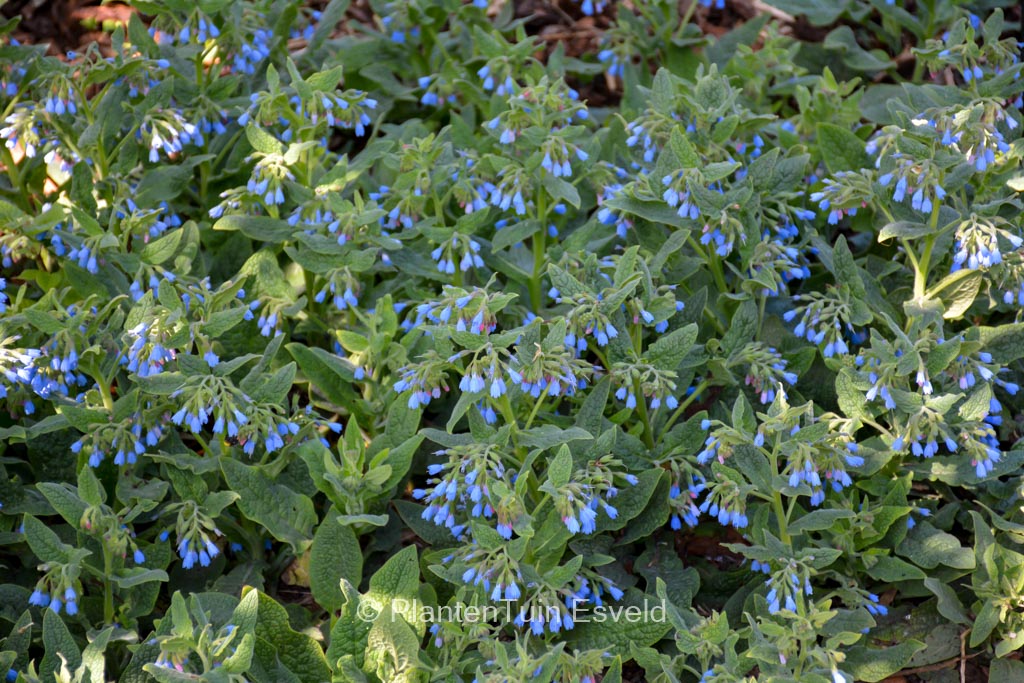 Symphytum azureum