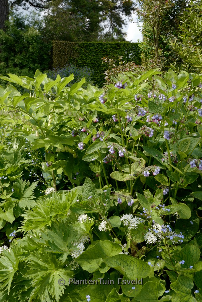 Symphytum grandiflorum ‘Wisley Blue’