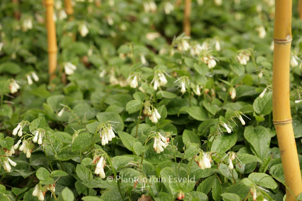 Symphytum grandiflorum