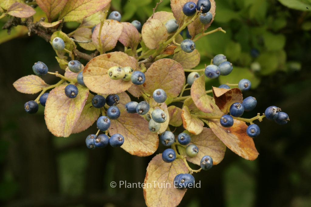 Symplocos paniculata