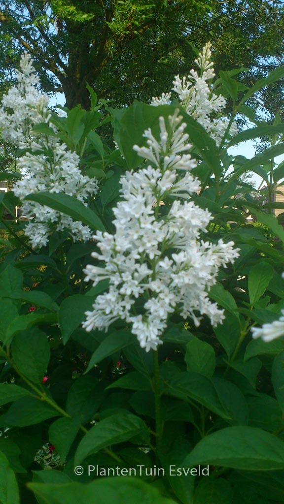 Syringa ‘Agnes Smith’
