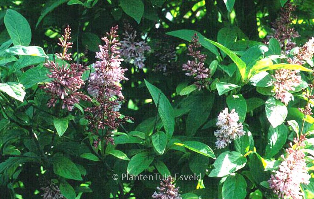 Syringa ‘James McFarlane’