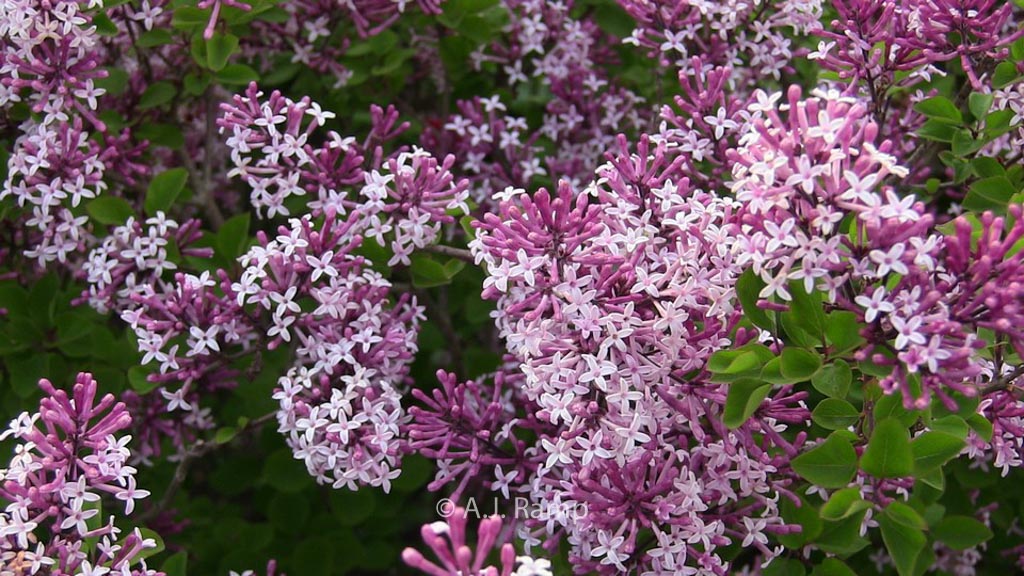 Syringa ‘Red Pixie’