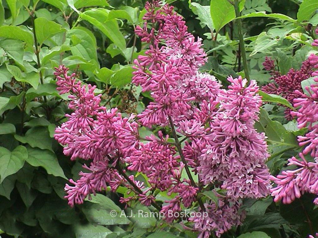 Syringa ‘Redwine’